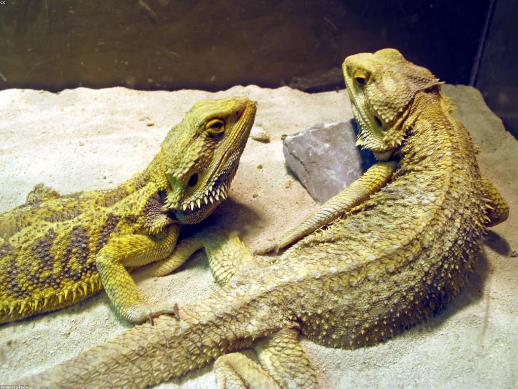 មគ្គុទេសក៍សំណួរពេញនិយម